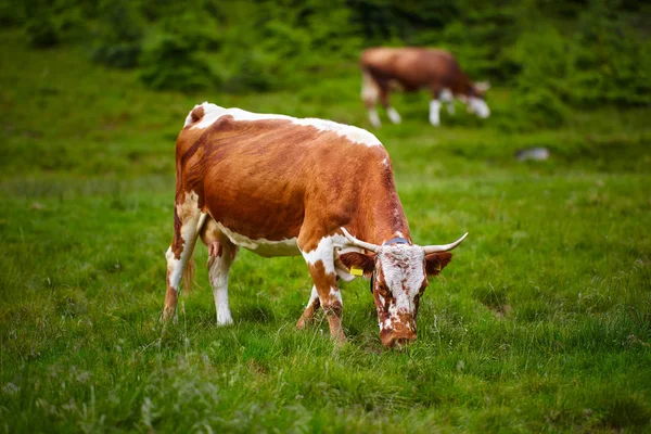 Una Mucca Sana Ben Nutrita Pascolo Montagna Con Attenzione Selettiva — Foto Stock