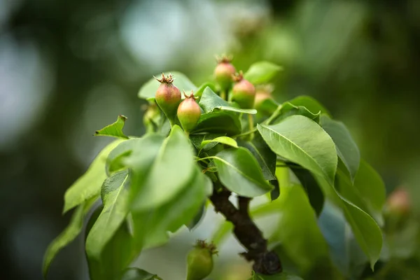 Pommes Vertes Non Mûres Sur Une Branche Dans Verger — Photo