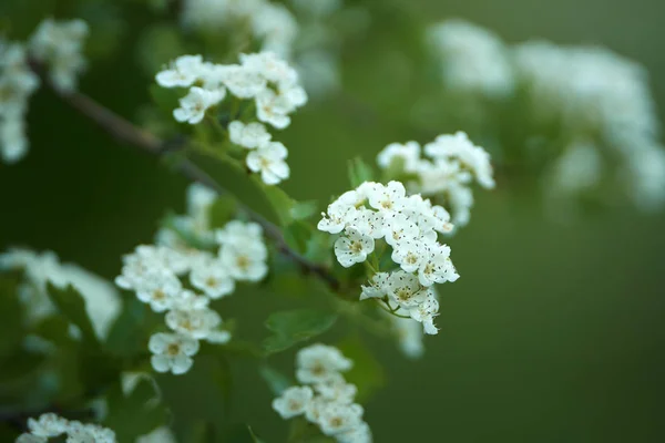 Hawthorn Crataegus Monogyna Virágzás Vértes Shot — Stock Fotó