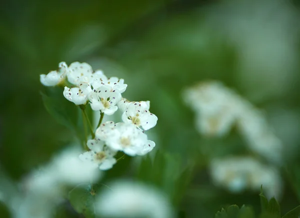 Głóg Crataegus Monogyna Kwitnienia Zbliżenie Strzał — Zdjęcie stockowe