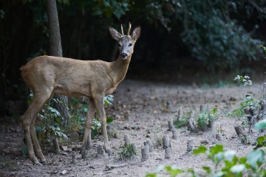 Ormanın kenarında, uyarı modunda Karaca buck