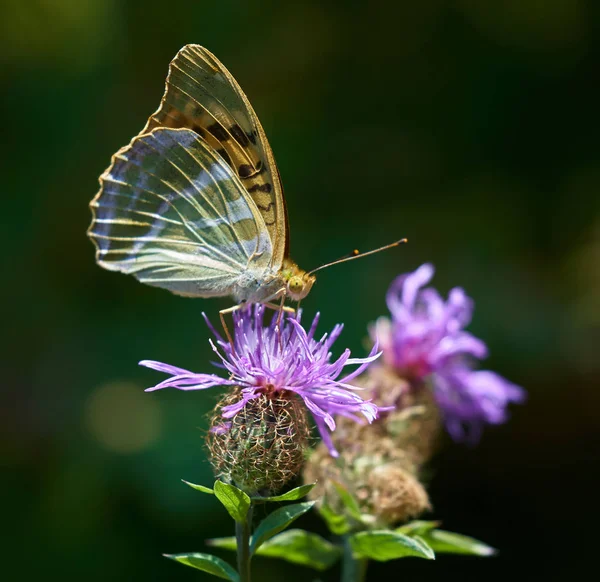 Borboleta Colorida Uma Flor Roxa Macrotiro — Fotografia de Stock