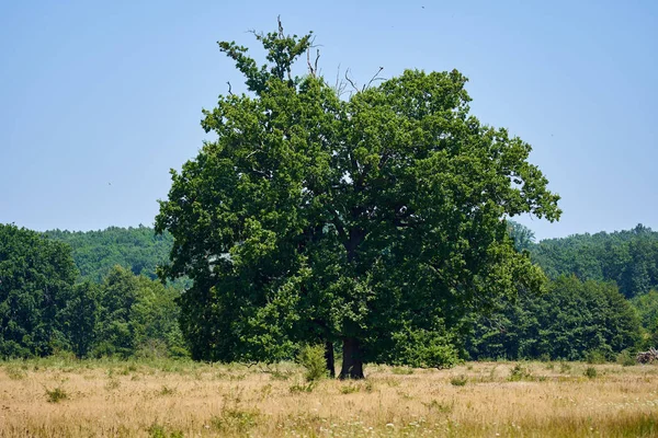 Centennial Eik Aan Voorkant Van Het Bos — Stockfoto