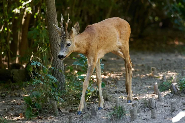 Roe Buck Borde Del Bosque Modo Alerta —  Fotos de Stock