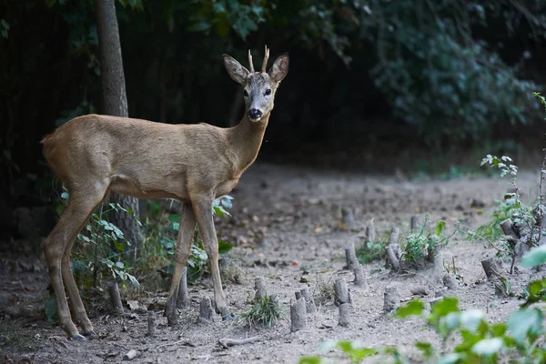 Ormanın kenarında, uyarı modunda Karaca buck