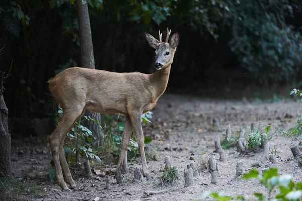 Roe Buck Skraju Lasu Trybie Alarmowego — Zdjęcie stockowe