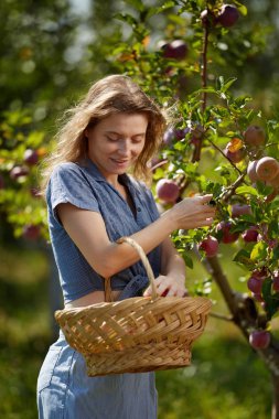 Çekici sarışın kadın meyve bahçesindeki sepetten elma topluyor.