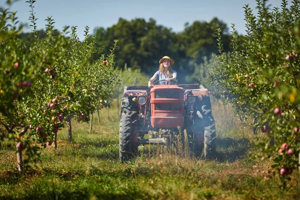 Genç çiftçi kadın elma bahçesi ile traktör ve römork sürüş