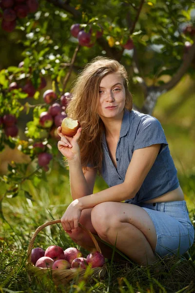 Attractive Young Blond Woman Picking Apples Basket Orchard — Stock Photo, Image