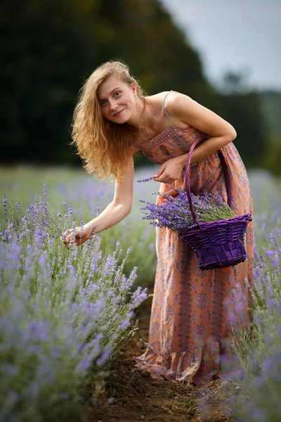 Jonge Aantrekkelijke Boer Vrouw Bloemen Jurk Oogsttijd Haar Lavendel Veld — Stockfoto