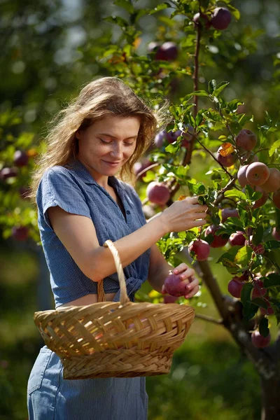 迷人的金发女子在果园里的篮子里摘苹果 — 图库照片