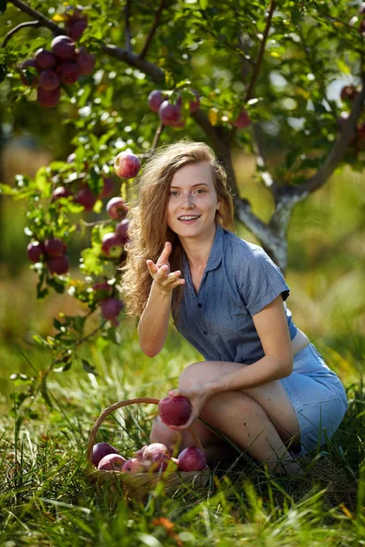 Attractive Young Blond Woman Picking Apples Basket Orchard — Stock Photo, Image