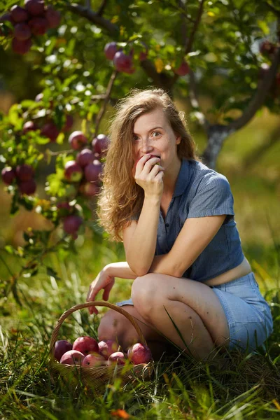 Çekici Sarışın Kadın Meyve Bahçesindeki Sepetten Elma Topluyor — Stok fotoğraf