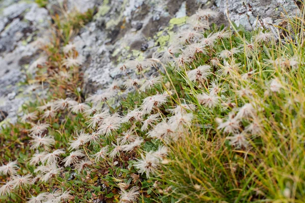 Piccoli Fiori Bianchi Sul Fianco Della Montagna — Foto Stock