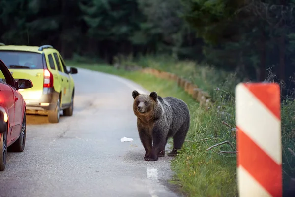 Brown Medve Között Megállt Autók Megpróbál Ételt — Stock Fotó