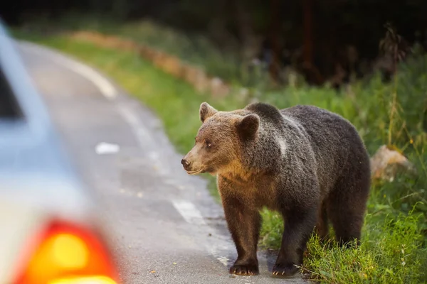 Braunbär Auf Der Straße Zwischen Angehaltenen Autos Beim Versuch Nahrung — Stockfoto