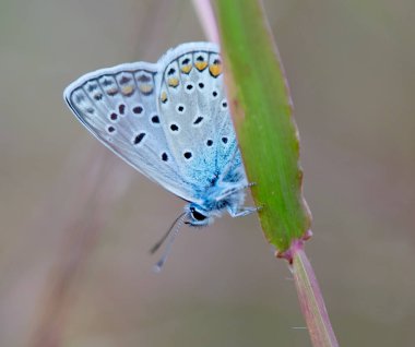 Aşırı closeup mavi kelebek