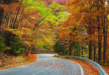 Sonbaharda renkli yaprak döken ormanda asfalt yol
