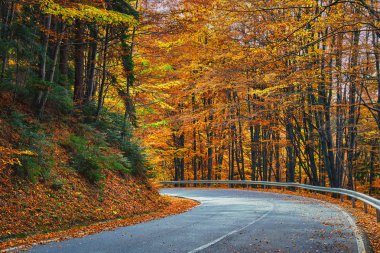Sonbaharda renkli yaprak döken ormanda asfalt yol