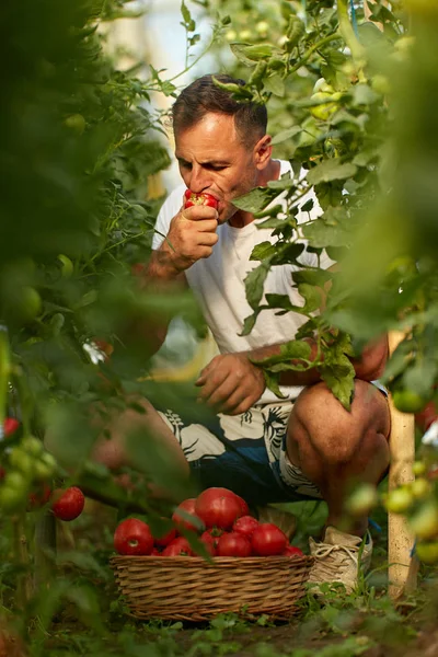 Bonde Plockning Och Äta Tomater Hans Drivhus Trädgård — Stockfoto