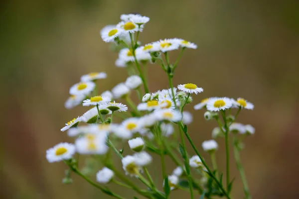 Gros Plan Belles Petites Fleurs Sauvages Dans Champ — Photo