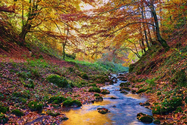 Paisaje Con Río Que Fluye Través Colorido Bosque Otoño — Foto de Stock