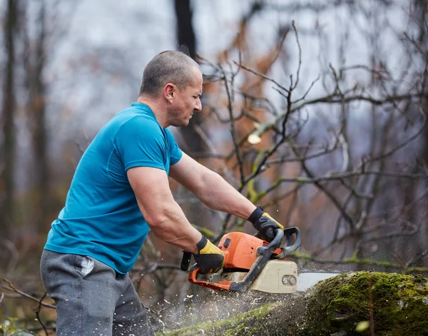 忙碌的伐木工人在一棵大树上用链锯工作 — 图库照片