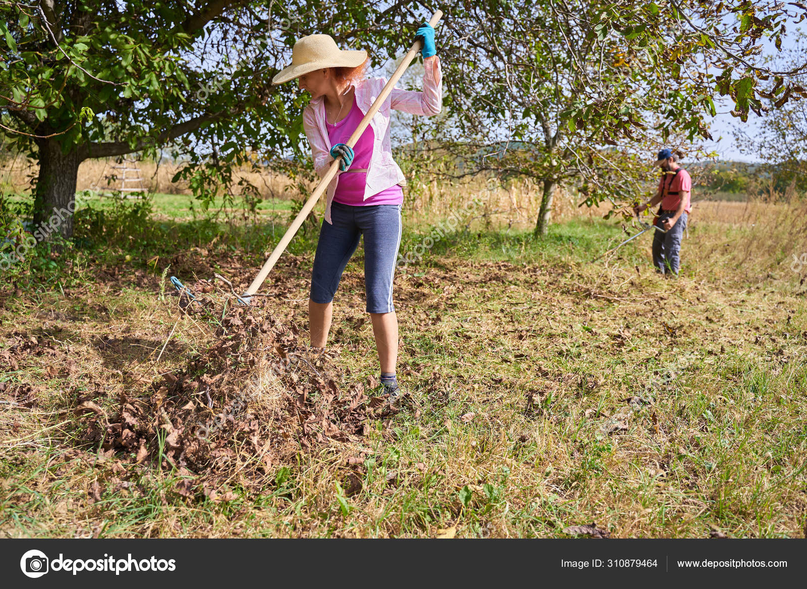 Farmers Cleaning Walnut Trees Harvest Them Stock Photo by ©Xalanx 310879464