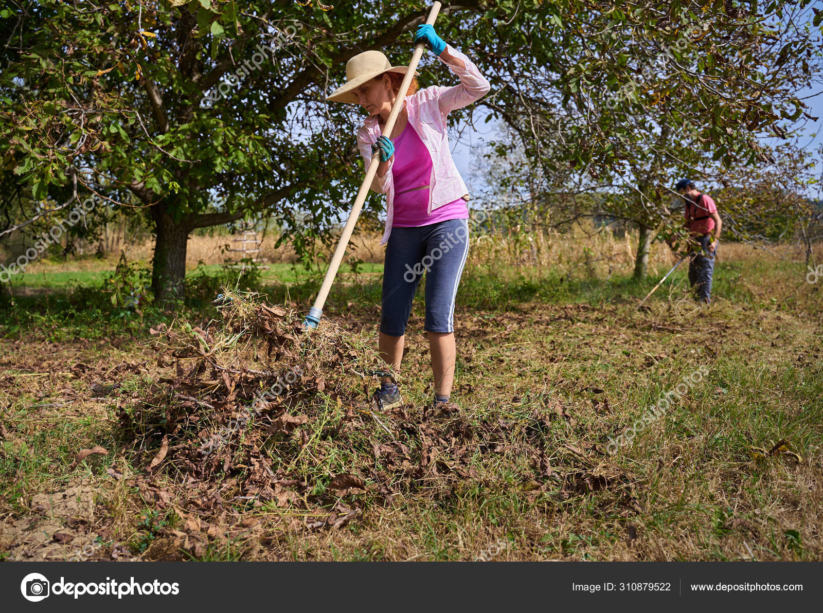 Farmers Cleaning Walnut Trees Harvest Them Stock Photo by ©Xalanx 310879522