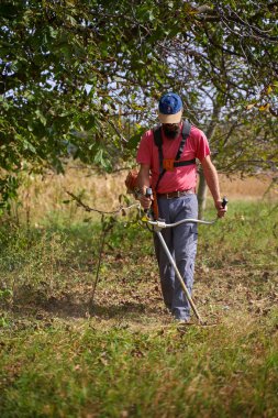 Çiftçi hasat zamanı ceviz bahçesinde otları biçiyor.