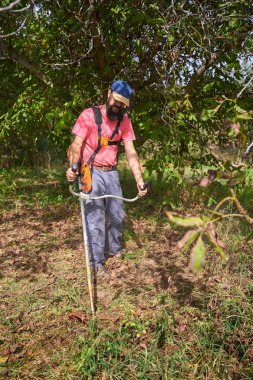 Çiftçi hasat zamanı ceviz bahçesinde otları biçiyor.