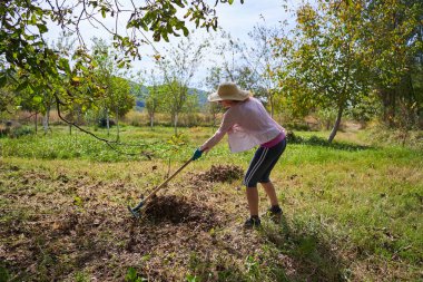 Çiftçi kadın hasat için ceviz ağaçlarının altındaki biçilmiş otları ve otları temizliyor.