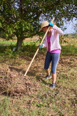Çiftçi kadın hasat için ceviz ağaçlarının altındaki biçilmiş otları ve otları temizliyor.