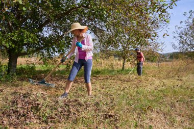 Ceviz ağaçlarının altını temizlemek için çiftçiler.