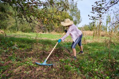 Çiftçi kadın hasat için ceviz ağaçlarının altındaki biçilmiş otları ve otları temizliyor.