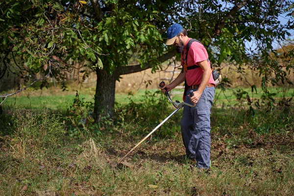 Boer Maait Het Onkruid Een Notenboomgaard Oogsttijd — Stockfoto