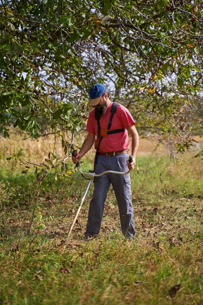 收获季节 农夫在核桃园割草 — 图库照片