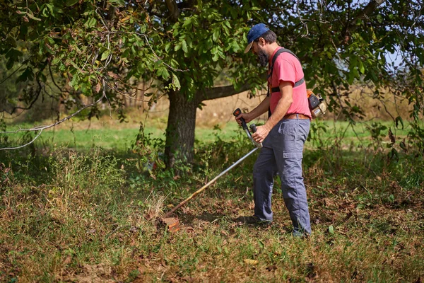 Rolnik Kosi Chwasty Sadzie Orzechów Włoskich Czasie Zbiorów — Zdjęcie stockowe