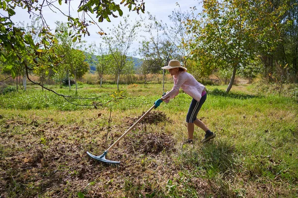 Farmerka Czyści Skoszone Chwasty Trawę Pod Drzewami Orzecha Włoskiego Zbioru — Zdjęcie stockowe