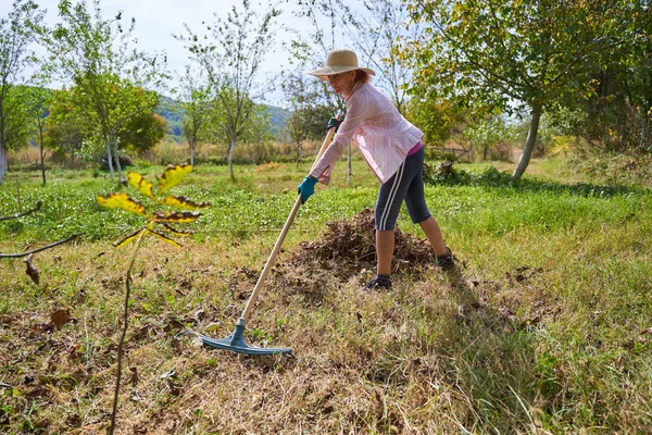农妇在核桃树下清理修剪过的杂草和青草以便收割 — 图库照片