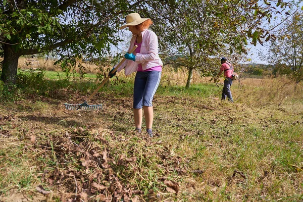 Agricultores Limpando Abaixo Nozes Para Colhê Los — Fotografia de Stock