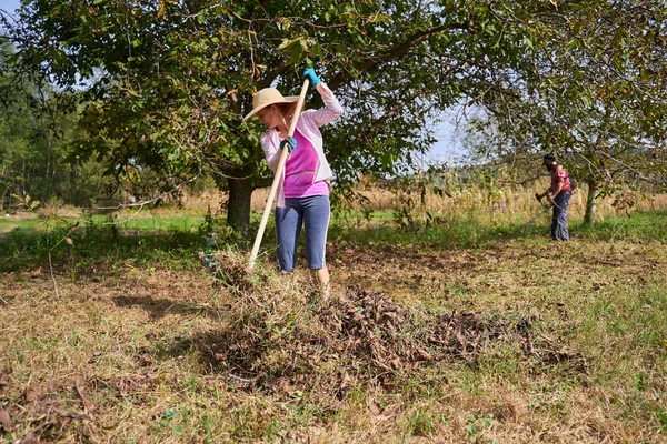 Los Agricultores Limpian Debajo Los Nogales Para Cosecharlos —  Fotos de Stock