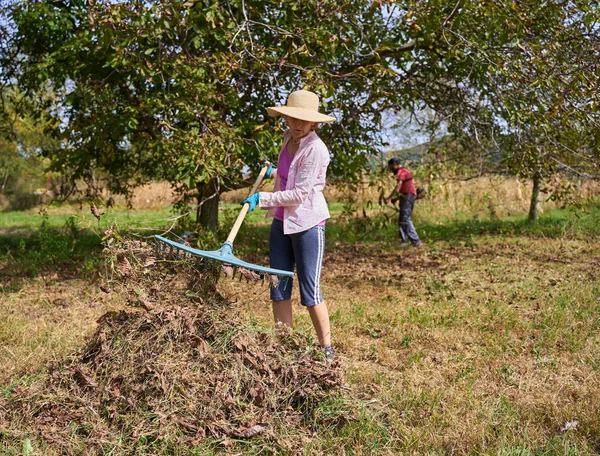 Gli Agricoltori Puliscono Sotto Noci Raccoglierli — Foto Stock