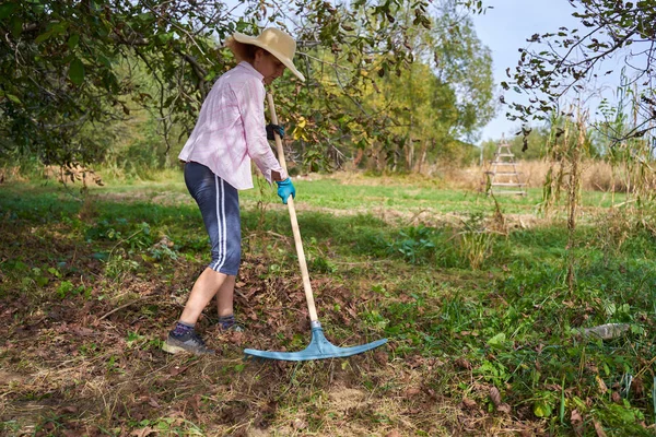 刈り取った雑草や草をクルミの木の下で掃除して収穫する農家の女性 — ストック写真