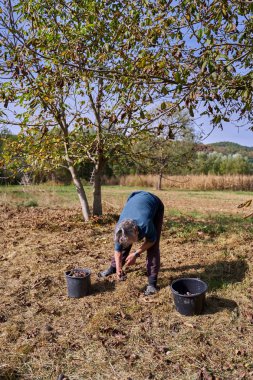 Meyve bahçesinde ceviz toplayan yaşlı bir kadın.