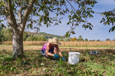 Meyve bahçesinde ceviz toplayan çiftçi kadın.