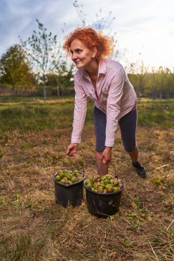 Meyve bahçesinde ceviz toplayan çiftçi kadın.