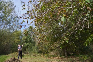 Çiftçi meyve bahçesinde ceviz topluyor, dalları dövüyor ve sallıyor.