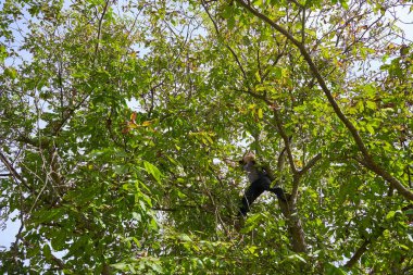 Çiftçi meyve bahçesinde ceviz topluyor, dalları dövüyor ve sallıyor.