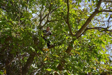 Çiftçi meyve bahçesinde ceviz topluyor, dalları dövüyor ve sallıyor.
